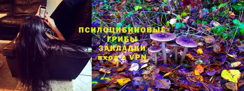 Псилоцибиновые грибы Psilocybe  omg как войти  Норильск 